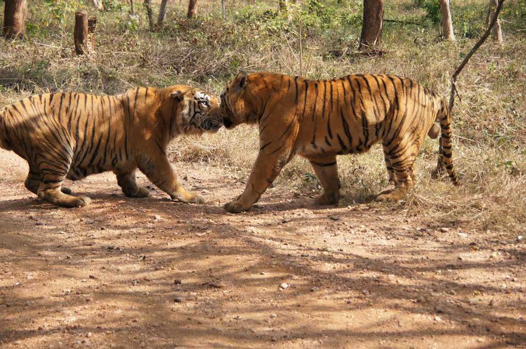 Tyavarekoppa Tiger and Lion Safari